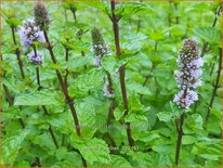 Mentha &#39;Aalbes&#39;