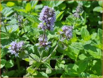 Mentha spicata &#39;Weinminze&#39;