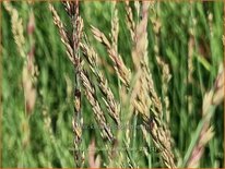 Molinia caerulea &#39;Carmarthen&#39;