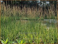 Molinia caerulea &#39;Carmarthen&#39;