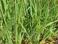 Molinia caerulea &#39;Carmarthen&#39;