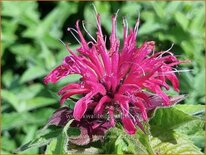 Monarda &#39;Balmy Rose&#39;