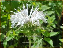 Monarda &#39;Bee-Bright&#39;