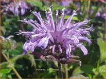 Monarda &#39;Blue Moon&#39;