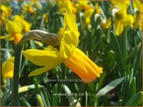 Narcissus 'Jetfire'