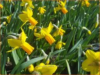 Narcissus 'Jetfire'