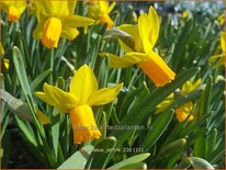 Narcissus 'Jetfire'