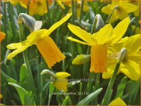 Narcissus 'Jetfire'