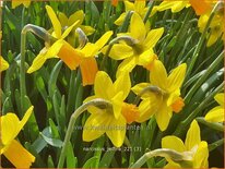 Narcissus 'Jetfire'