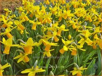 Narcissus 'Jetfire'