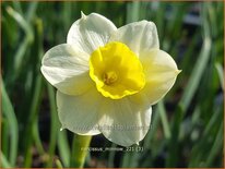 Narcissus 'Minnow'