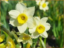 Narcissus 'Minnow'