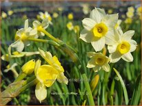 Narcissus 'Minnow'