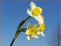 Narcissus 'Minnow'