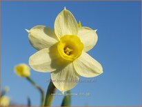 Narcissus 'Minnow'