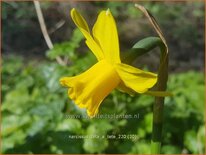 Narcissus 'Tête-à-Tête'