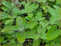 Nepeta &#39;Florina&#39;