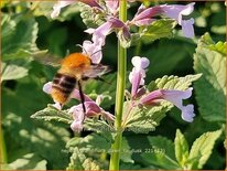 Nepeta grandiflora &#39;Dawn to Dusk&#39;