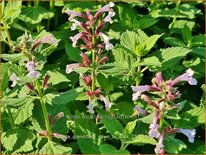 Nepeta grandiflora &#39;Dawn to Dusk&#39;