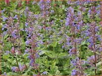 Nepeta grandiflora &#39;Zinser&#39;s Giant&#39;