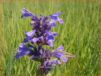 Nepeta kubanica