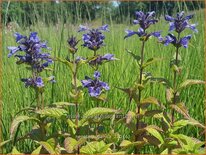 Nepeta kubanica