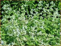 Nepeta racemosa &#39;Snowflake&#39;