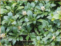 Pachysandra terminalis