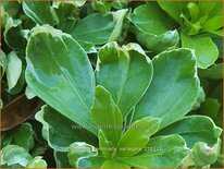 Pachysandra terminalis &#39;Variegata&#39;