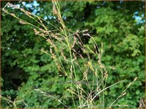 Panicum virgatum &#39;Nican&#39;