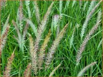 Pennisetum &#39;Fairy Tails&#39;