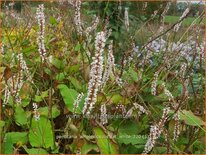 Persicaria amplexicaulis &#39;Fat White&#39;