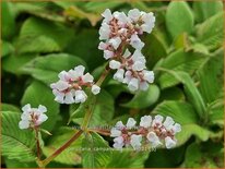 Persicaria campanulata &#39;Alba&#39;