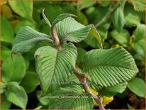 Persicaria campanulata &#39;Alba&#39;