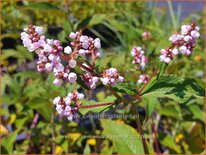 Persicaria campanulata &#39;Rosenrot&#39;