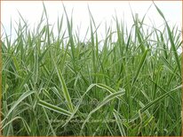 Phalaris arundinacea &#39;Dwarf Garters&#39;