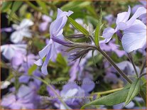 Phlox divaricata &#39;Geddington Cross&#39;