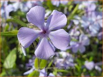 Phlox divaricata &#39;Geddington Cross&#39;