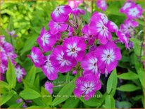 Phlox &#39;Flame Pro Violet Charm&#39;