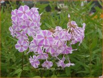 Phlox &#39;Natascha&#39;