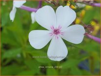 Phlox &#39;Nirvana&#39;