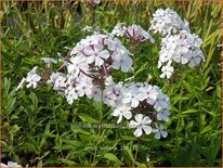 Phlox &#39;Nirvana&#39;