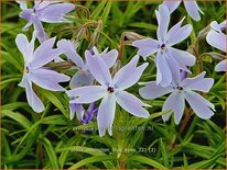 Phlox &#39;Oakington Blue Eyes&#39;