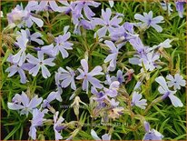 Phlox &#39;Oakington Blue Eyes&#39;