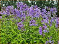 Phlox &#39;Sweet Summer Ocean&#39;