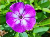 Phlox &#39;Uspech&#39;