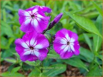 Phlox &#39;Uspech&#39;