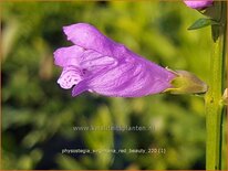 Physostegia virginiana &#39;Red Beauty&#39;