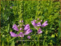 Physostegia virginiana &#39;Red Beauty&#39;