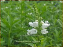 Physostegia virginiana &#39;Summer Snow&#39;